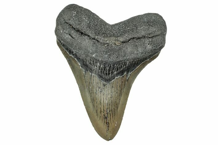 Serrated, Fossil Megalodon Tooth - North Carolina #344065